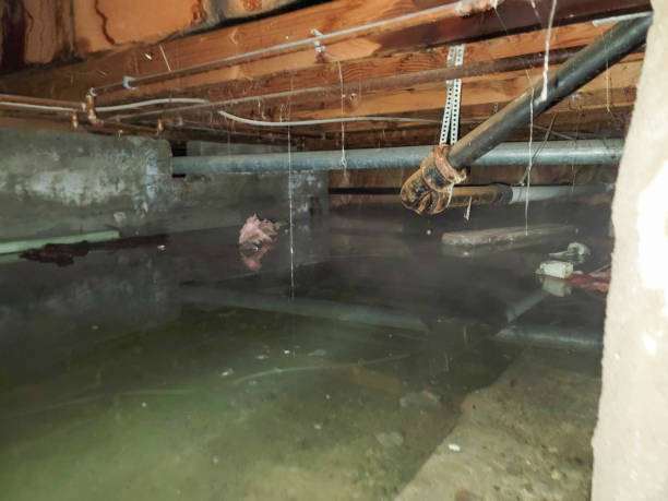 Best Mold removal after water damage  in Stapleton, AL