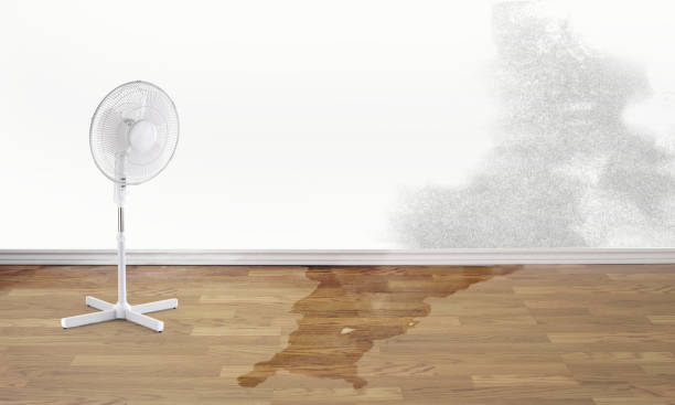 Best Ceiling water damage repair  in Stapleton, AL